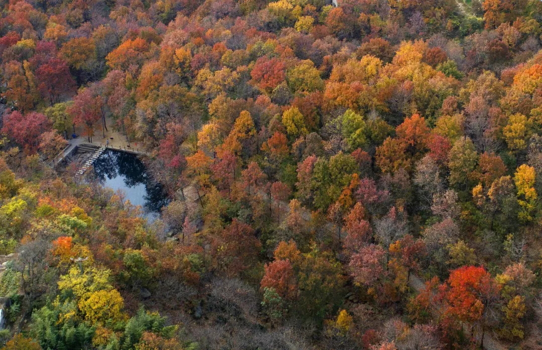 乘著公交去旅行——層林盡染，遇見港城醉美楓葉季